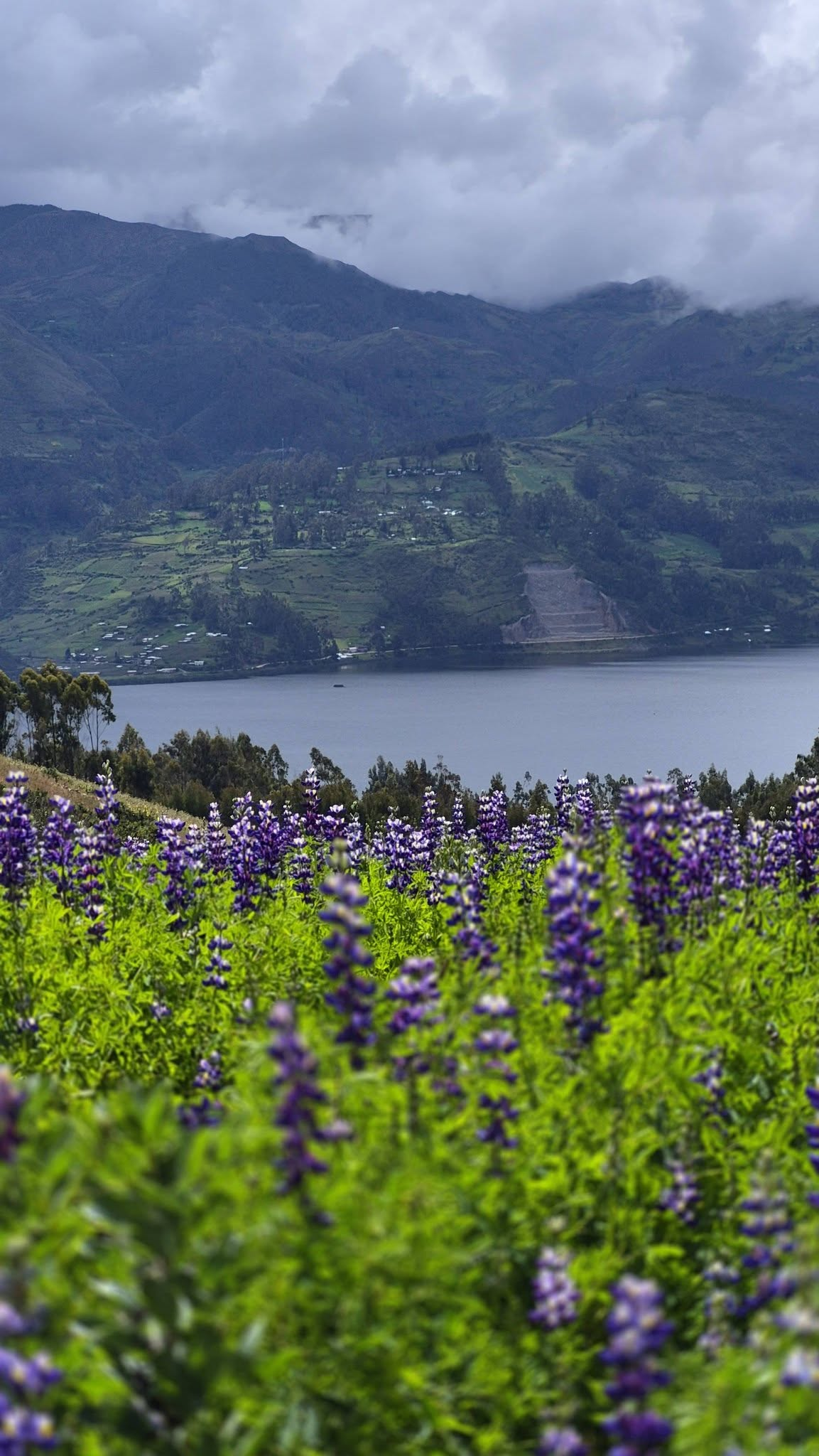 Vista de la laguna de Pacucha con flores moradas en primer plano